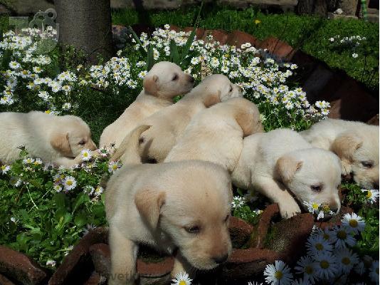 Kαλή τιμή!!!.Πουλάω όμορφα κουτάβια ράτσα LABRADOR RETRIEVER- Λαμπραντορ Ριτριβερ – 250 eu...